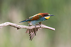 European bee-eater