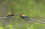 European bee-eater