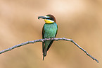 European bee-eater