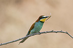 European bee-eater