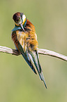 European bee-eater