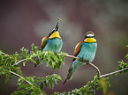 two bee-eaters