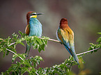 two bee-eaters