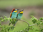 two bee-eaters