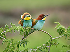 two bee-eaters