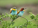 two bee-eaters