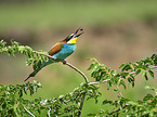 two bee-eaters