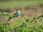 two bee-eaters