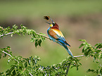two bee-eaters