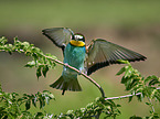 two bee-eaters
