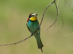 two bee-eaters