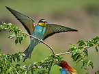 two bee-eaters