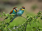 two bee-eaters