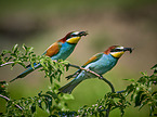 two bee-eaters