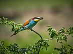 two bee-eaters