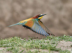 bee-eater