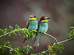 two bee-eaters