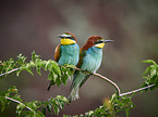 two bee-eaters