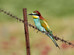 bee-eater