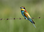 bee-eater