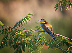 sitting Bee-eater