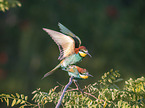 Bee-eaters