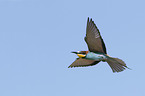 flying Bee-eater
