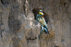 sitting Bee-eater