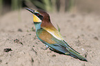 Bee-eater