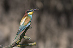 sitting Bee-eater