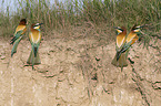 Bee-eaters