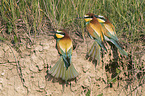 Bee-eaters