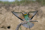 flying Bee-eater