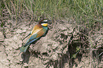sitting Bee-eater