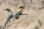 Bee-eaters