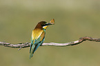 bee-eater