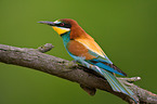bee-eater