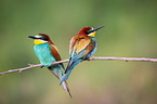 bee-eater