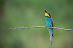 bee-eater