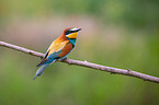 bee-eater