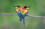bee-eater