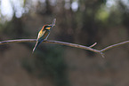 bee-eater
