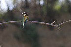 bee-eater
