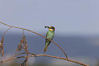 bee-eater