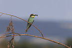 bee-eater