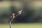 bee-eater