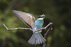 bee-eater