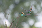 bee-eater