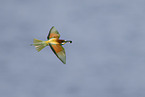 bee-eater