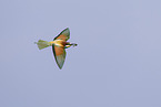 bee-eater